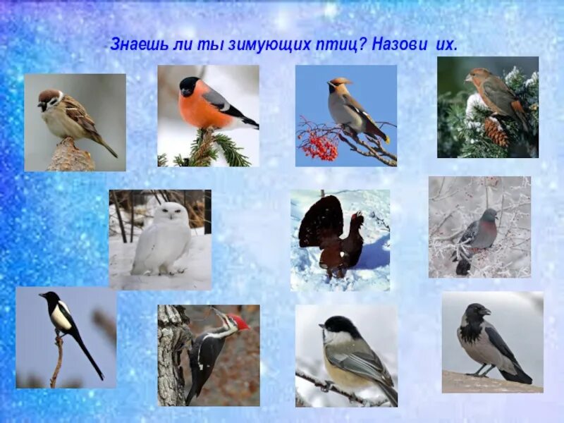 1 класс где зимуют птицы рабочий лист. Наши зимующие птицы. зимующие птицы наши друзья. наши пернатые друзья зимующие птицы.