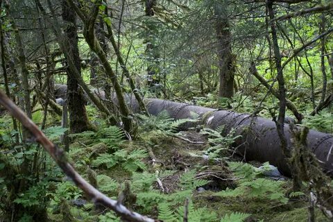 Through the forests