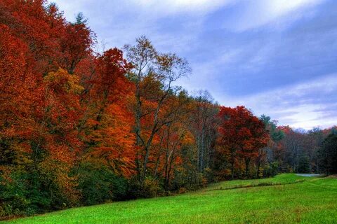 Better forest