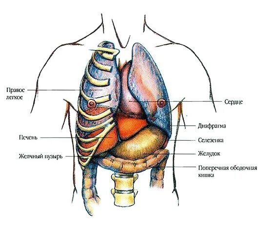 Сердце желчный пузырь. Где находится печень у человека печень. Где находится печень у человека с какой стороны. Расположение органов человека печень. Анатомия человека где находится печень.