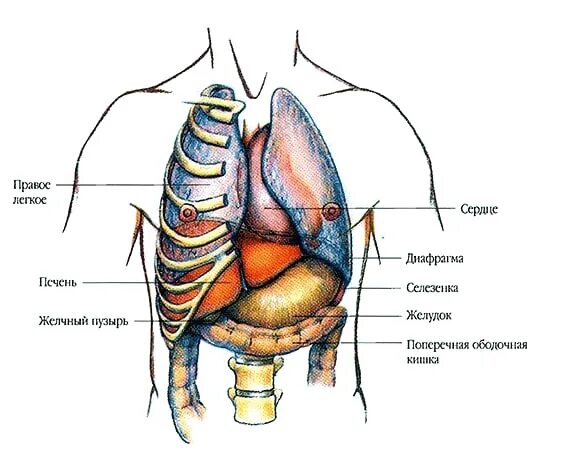 Справа под легким. Где находится печень у человека печень. Где находится печень у человека с какой стороны. Расположение органов человека печень. Анатомия человека где находится печень.