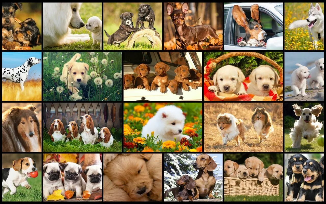 Коллаж про собак шаблоны. Puzzle Dog. Dog Jigsaw Puzzle. Dog Puzzle for Kids. Animals edition