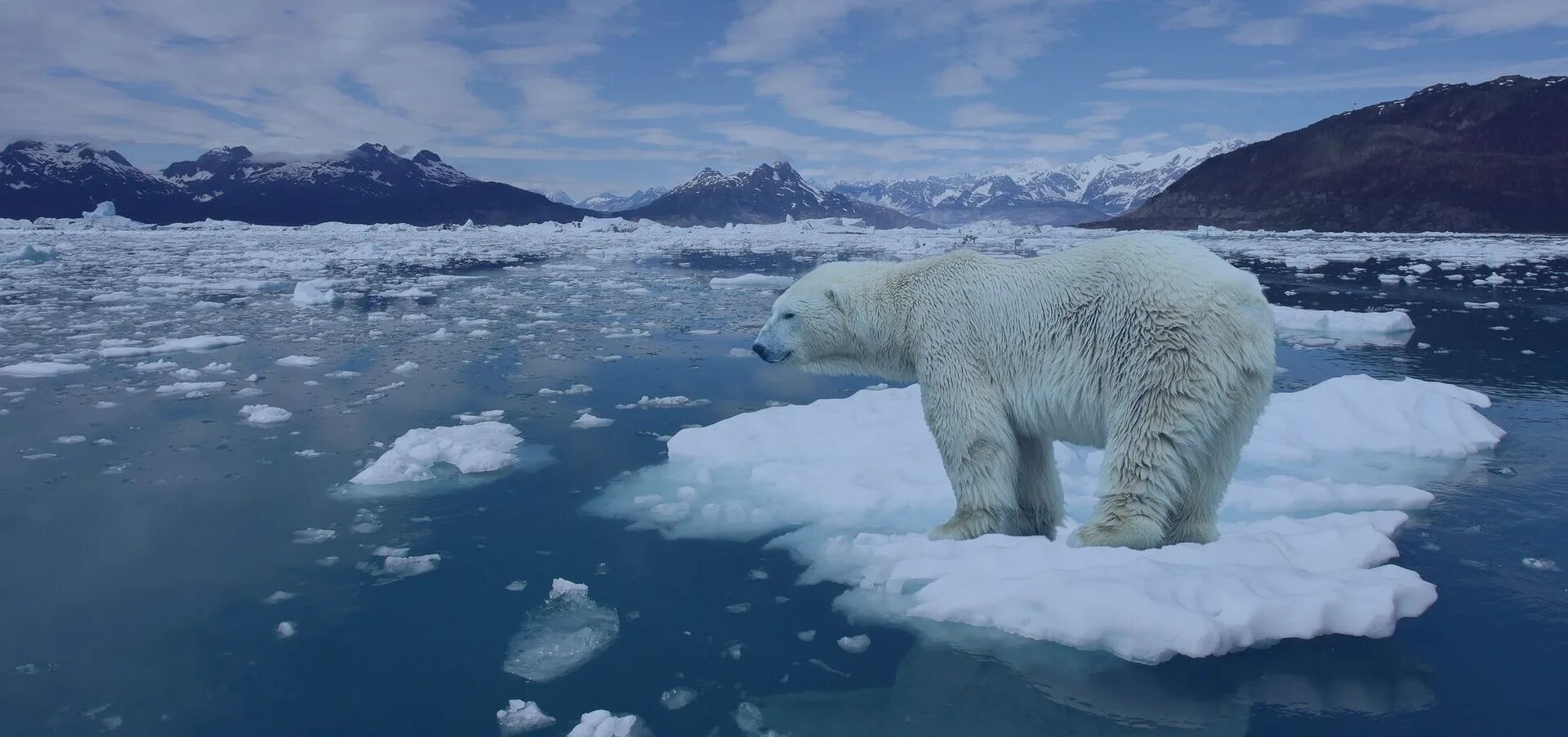 На льдах какого залива обитают белые. Глобальное потепление в Арктике. Глобальное потепление картинки. Полярный медведь на льдине. Белый медведь на льдине.