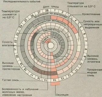 Что такое окно фертильности в месячных