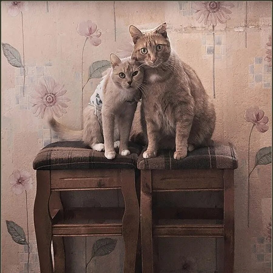 Давай жить вместе 1. Два кота сидят. Котики парочка. Два котика сидят вместе. Старый кот и котенок.