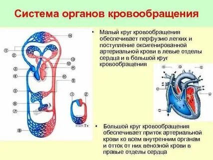 К какой системе органов относится артерия