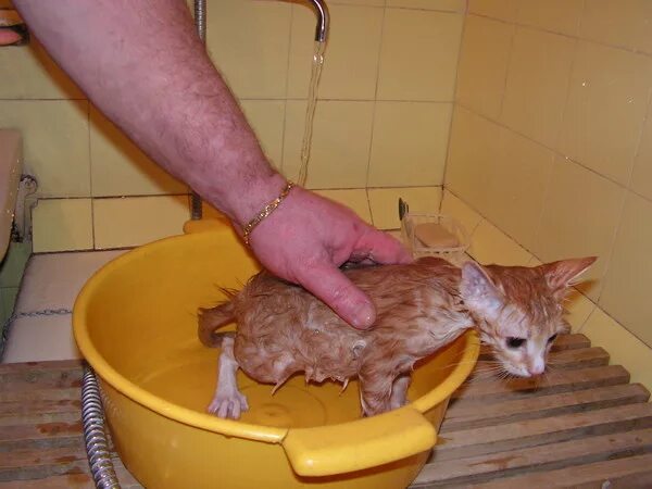 Купание котенка. Кошку купают. Искупали котенка. Мытье кота. Через сколько можно мыть котов