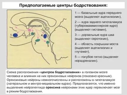 Центр возбуждения в мозге
