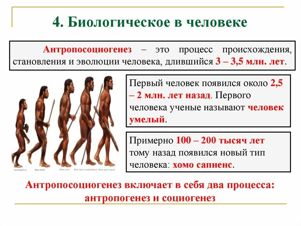 Сколько лет человечеству. Процесс антропосоциогенеза длится примерно:. Процесс становления человека. Процесс происхождения человека. Антропосоциогенез - процесс становления человека..