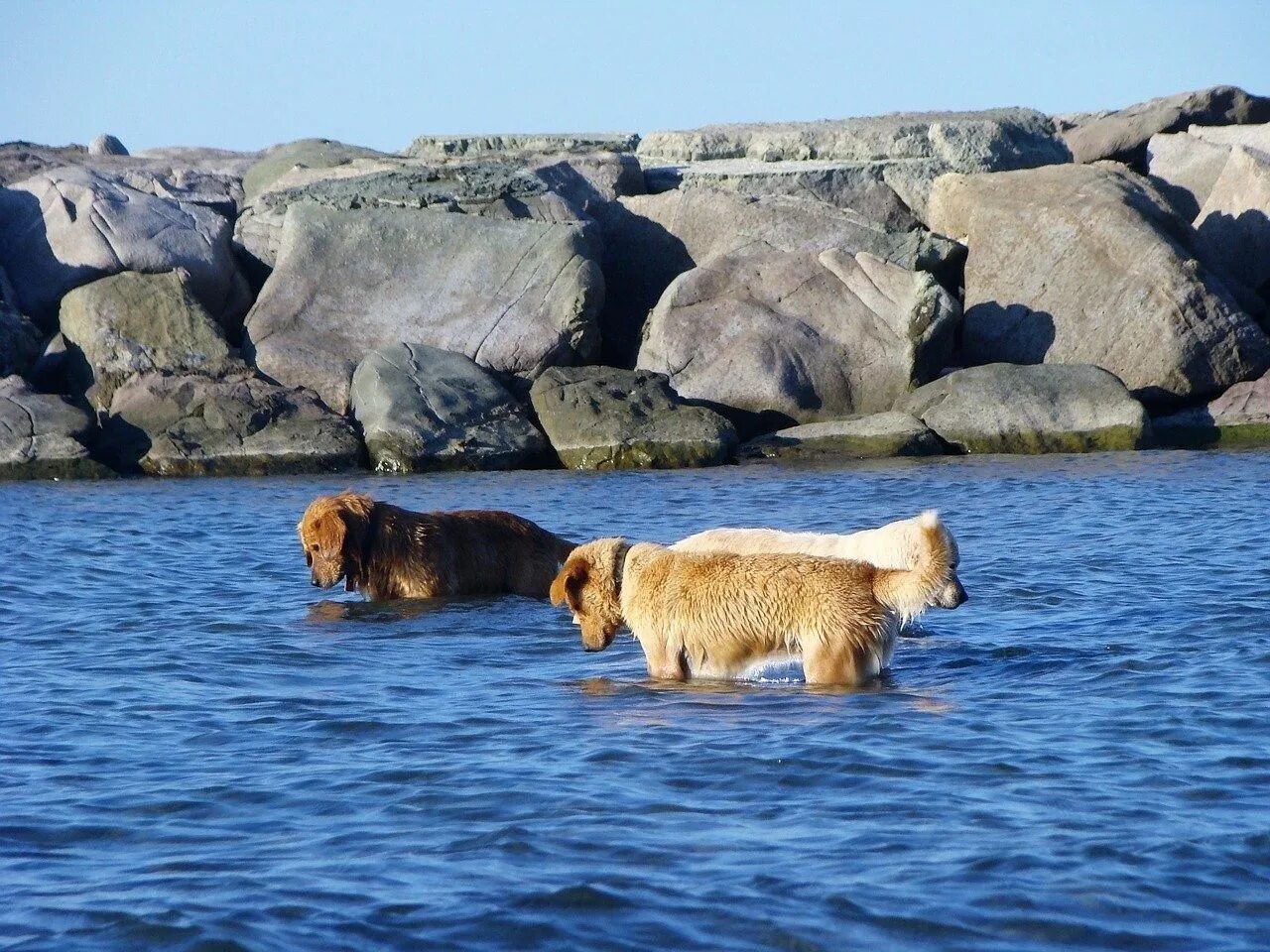 Животные моря. Морская собака. Собака на море.