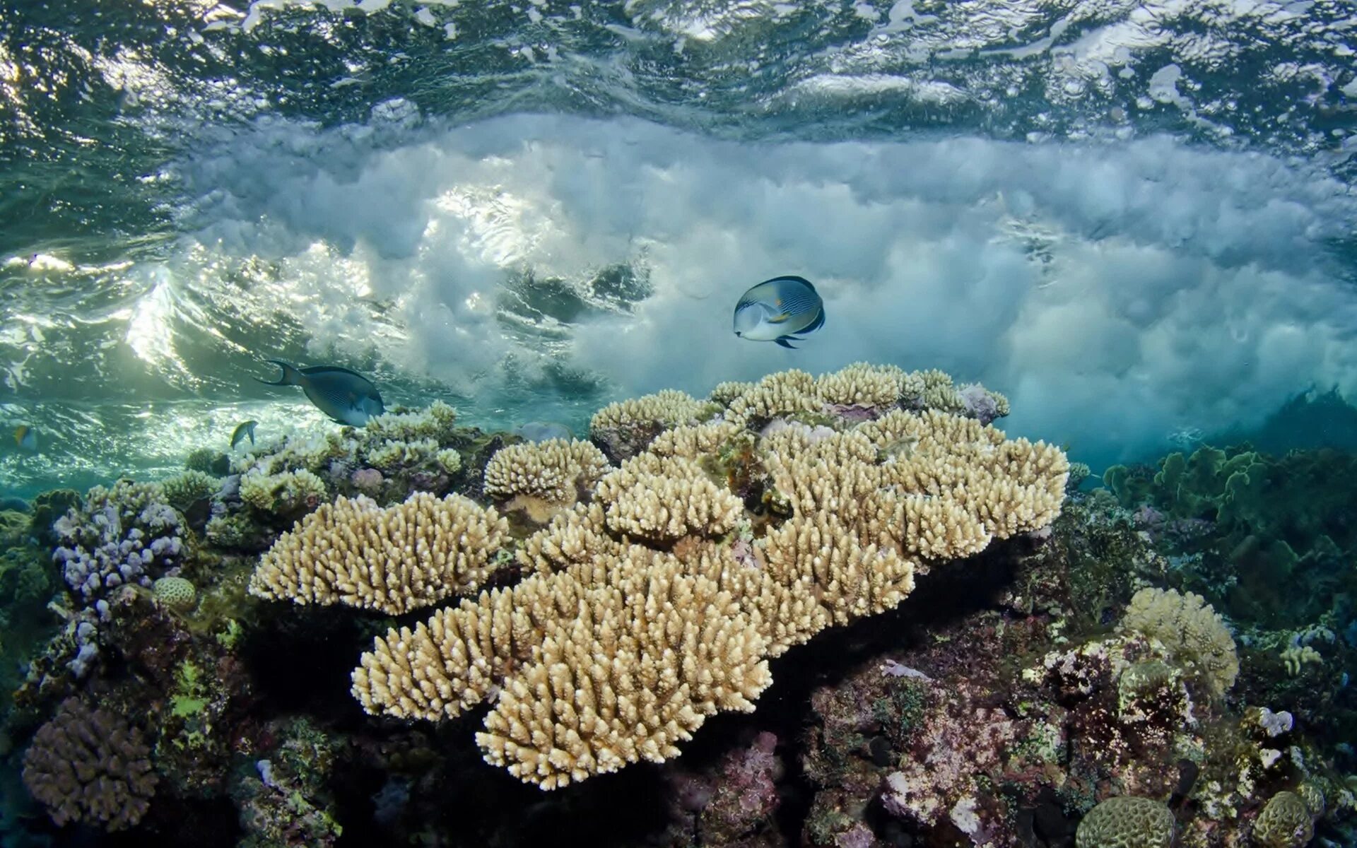 Экосистема кораллового рифа. Биоценоз кораллового рифа. Большой Барьерный риф биоценоз. Коралловые рифы красного моря. Морские глубины.