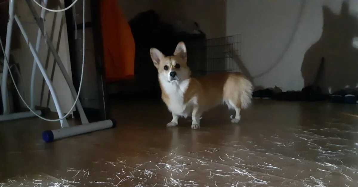 Корги флаффи груминг. Корги шерсть. Корги и бульдог. Юниорская линька у корги кардиган. Вельш корги пемброк.