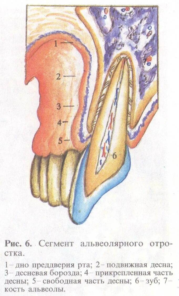 Альвеолярная кость зуба строение. Строение альвеолярной десны. Строение костной ткани альвеолярного отростка.