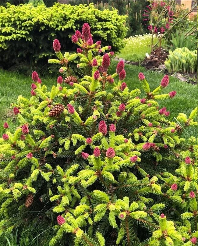 Picea pusch