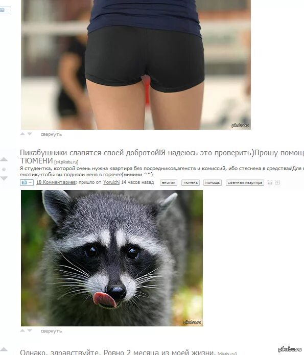 Енот с палкой. Домик для енота. Классификация енота полоскуна. Прикольные еноты. Сколько енотов влезет в человека.