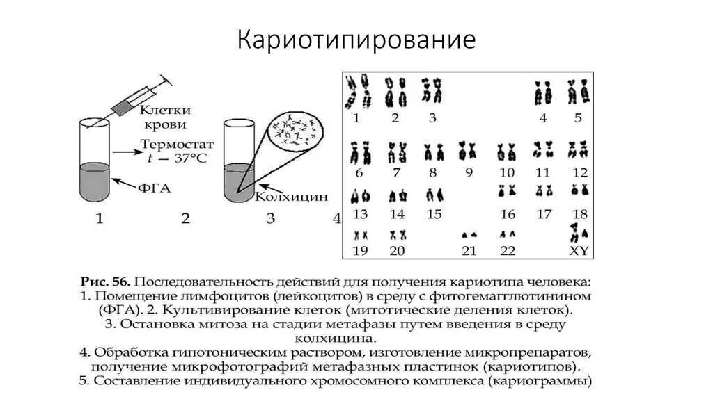 Составьте алгоритм кариотипирования человека