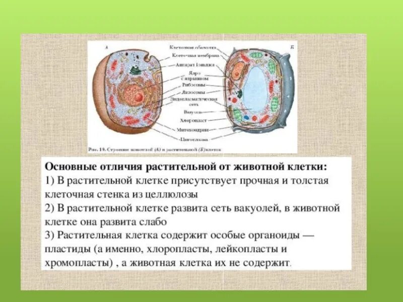 Различия строения клеток. Отличие клетки животного от клетки растения. Отличие строения животной клетки от растительной. Чем отличаются клетки животных от клеток растений. Отличие живой клетки от растительной.