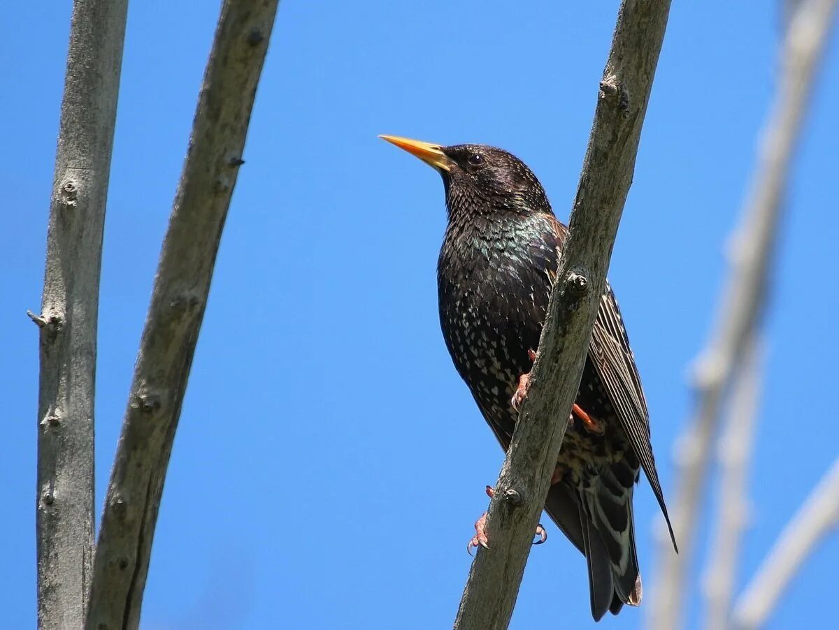 Что такое скворец. Обыкновенный скворец (Sturnus vulgaris). Обыкновенный скворец Шпак. Гваделупский скворец. Желтогрудый скворец.