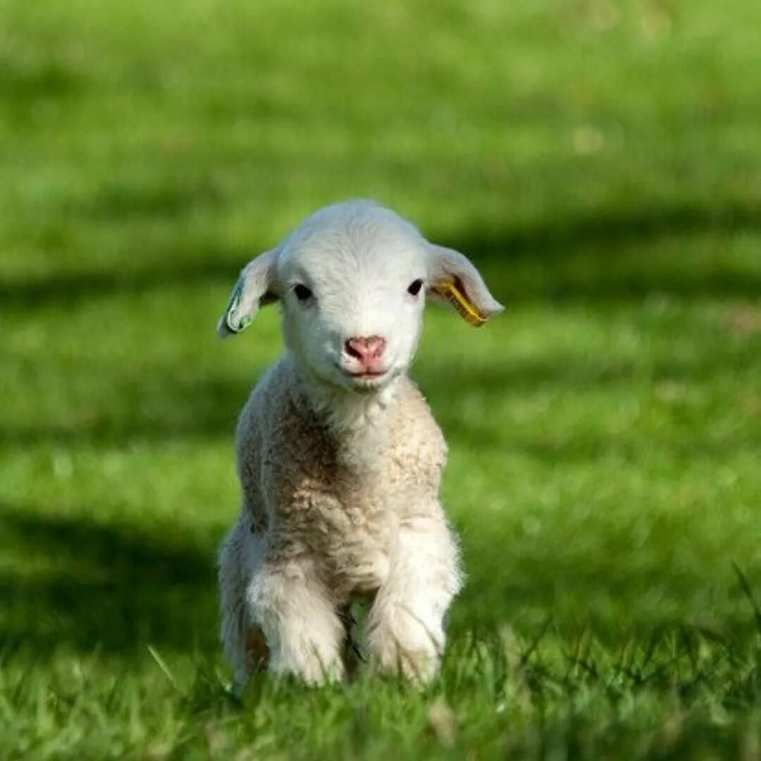 ягненок. бяша бяша. ягненок барашек. маленькие ягнята. ягненок.