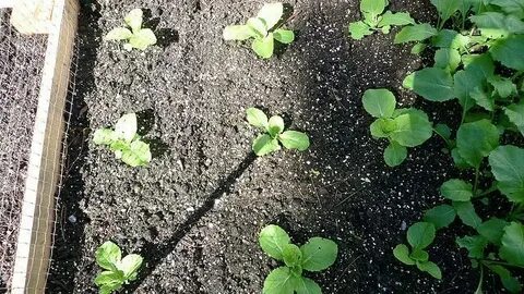 Правильно посадить пекинскую капусту в открытый грунт