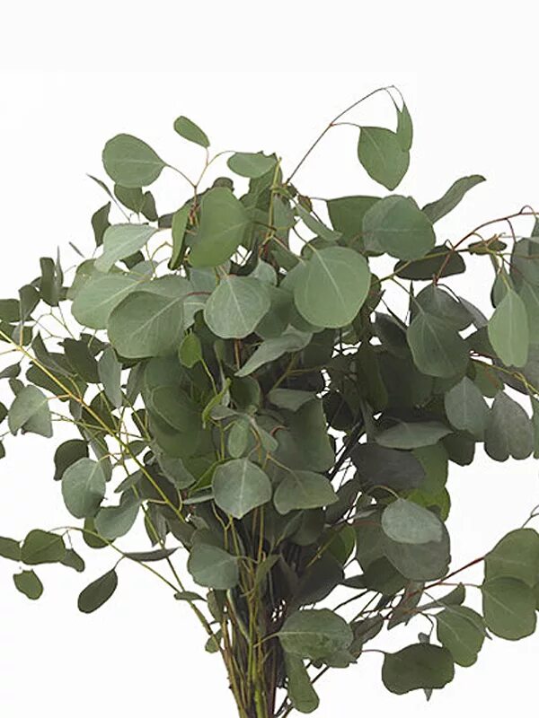 Office eucalyptus