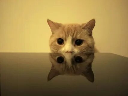Следящая кошка