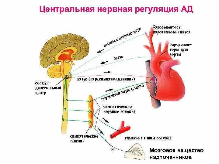 Сердечный центр головного мозга. Нервные механизмы регуляции деятельности сердца. Нервные центры регуляции сердечной деятельности. Нервно-гуморальная регуляция работы сердечно-сосудистой системы. Регуляция работы сердца схема.