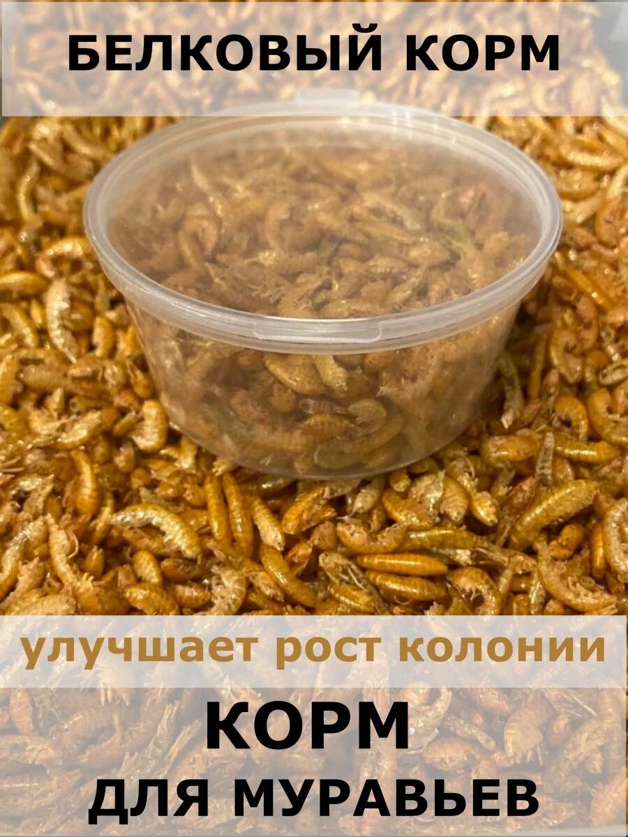 Корм для муравьев жнецов. Корм для муравьев. белковый корм для муравьев. гаммарус для муравьев.