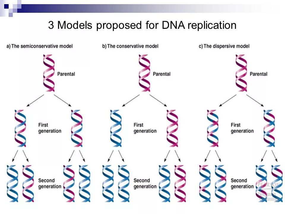 Фрагментация днк методы. Репликация ДНК. Схема репликации ДНК. Последовательность репликации ДНК. Механизм репликации ДНК.