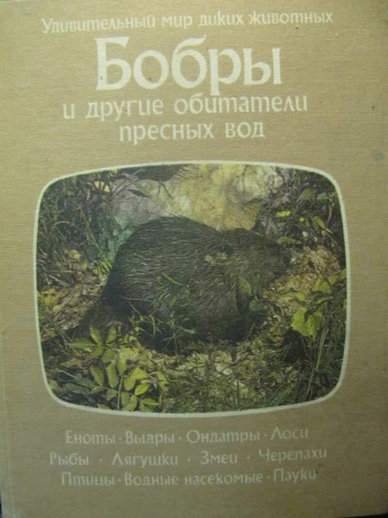 Бобёр с книгой. Бианки слон макс. Бобр с книгой. Бобровая книги. Бобровая книги.
