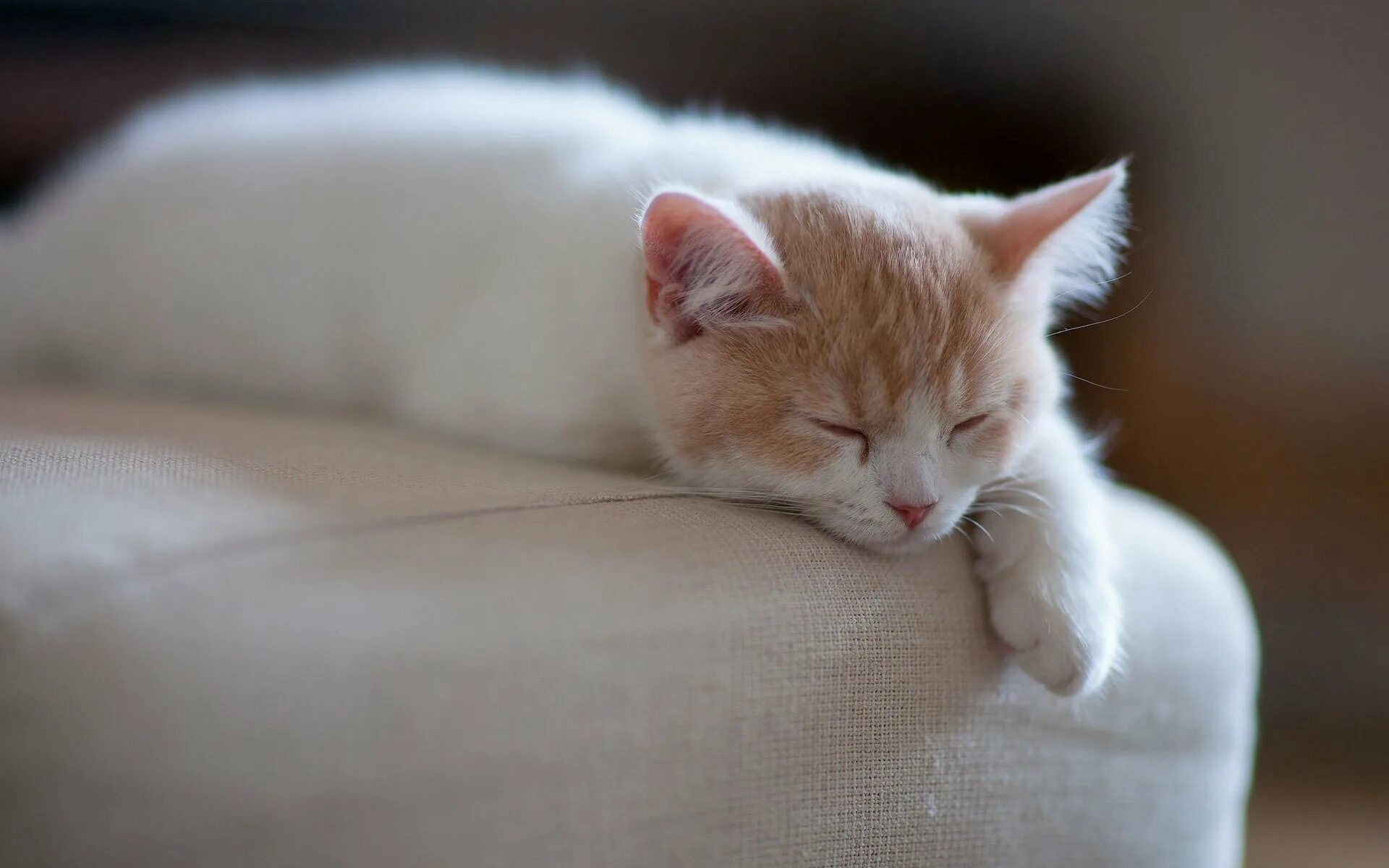 Спящий котенок. Спящий кот. спящие котики. котенок лежит.