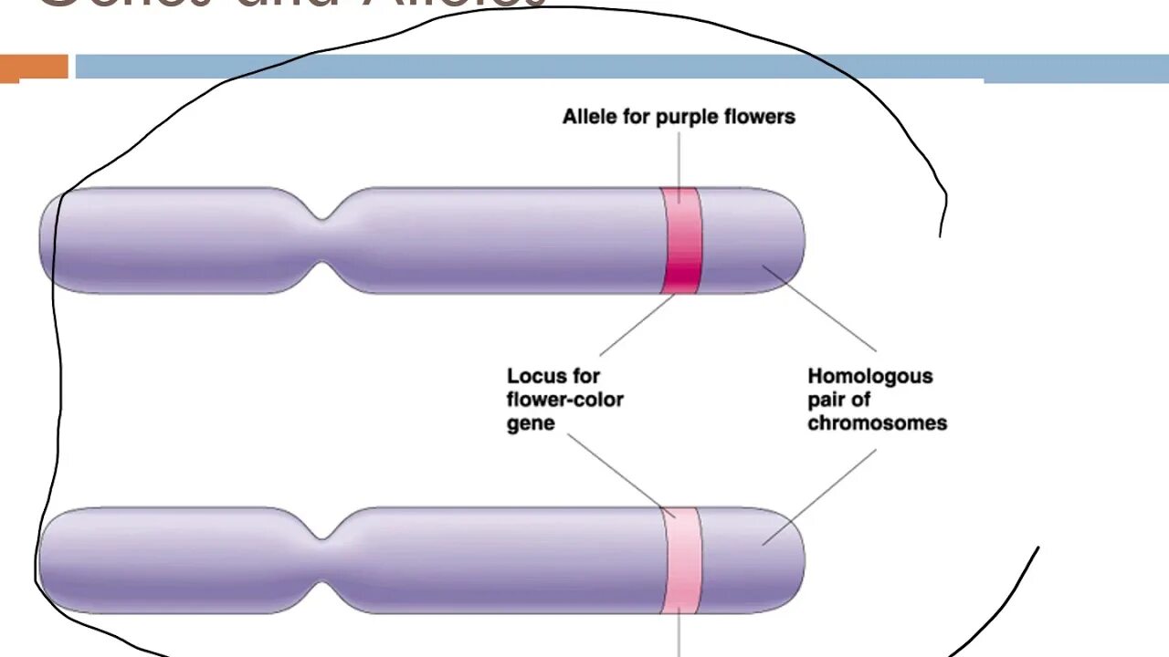 Гены и аллели. Строение Гена аллель. Локус хромосомы аллели. Строение хромосомы Локус.