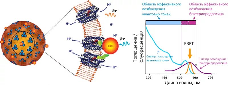 Схема применения квантовых сенсоров. Квантовые точки. коллоидные квантовые точки. применение квантовых точек. устройства на квантовых точках.