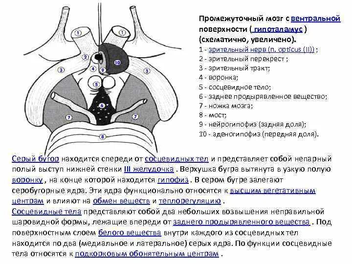 В теле функции должно быть. Сосцевидные тела функции. сосцевидные тела гипоталамуса. сосцевидное тело промежуточный мозг. гипоталамус вентральная поверхность.