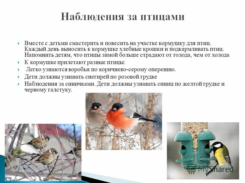 Интересные факты о птицах зимой. Поведение птиц зимой. Наблюдение за птицами зимой у кормушки. Условия жизни зимующих птиц. Поведение зимующих птиц весной.