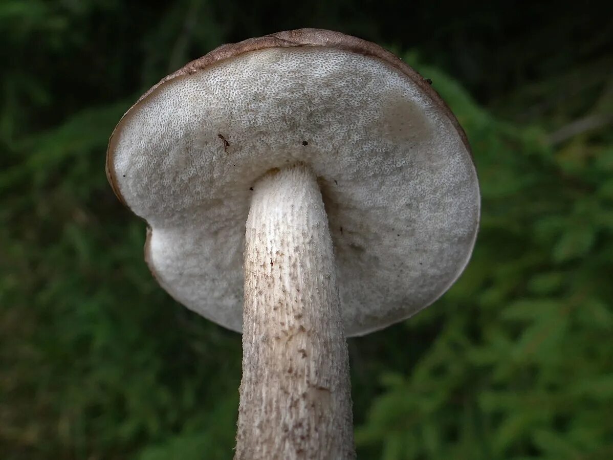 Leccinum scabrum. Фото на сайте "Грибы Калужской области"