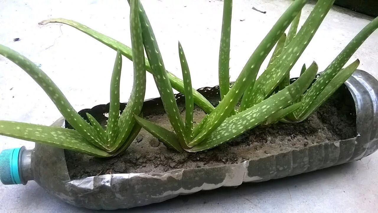 Алоэ камнелюбивое Aloe petricola. Суккулент алоэ Рейтзи. Столетник размножение. Размножение алоэ листом