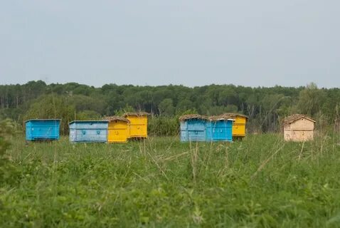 В деревне лимоновка открылась новая пасека