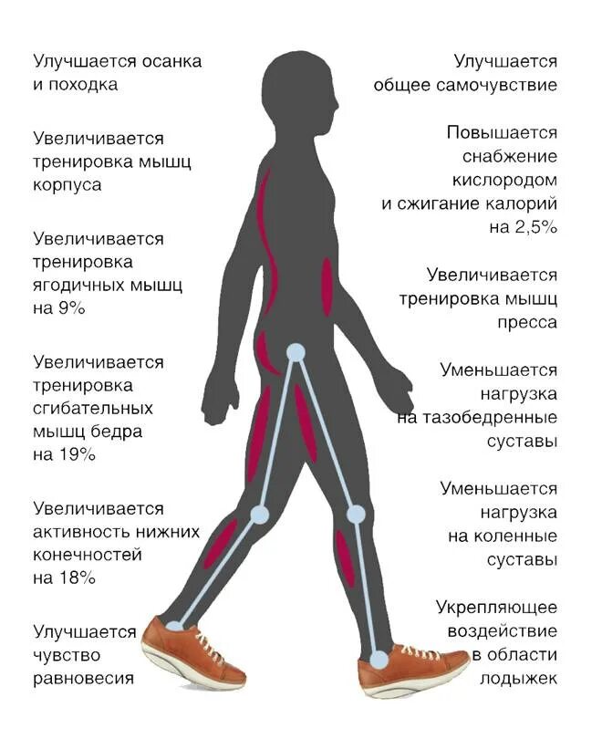 Какие мышцы используются при ходьбе