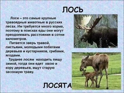 Схема к слову лось