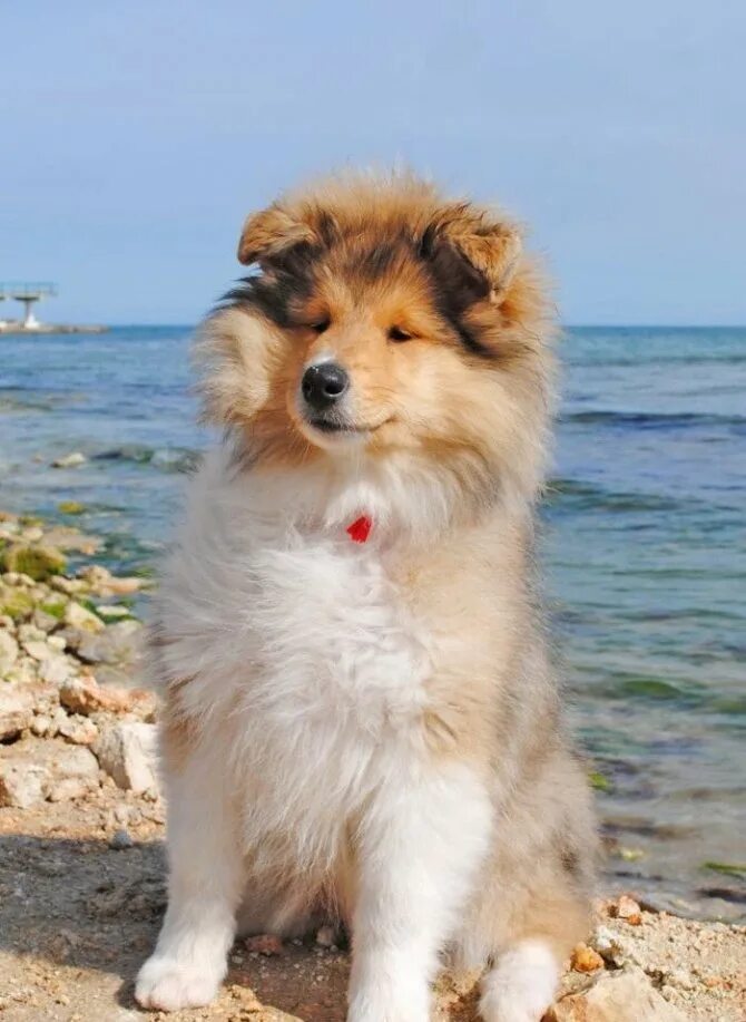 Шотландская колли. Колли щенок. Стоит щенок колли. Шотландская колли. Колли собака щенок.