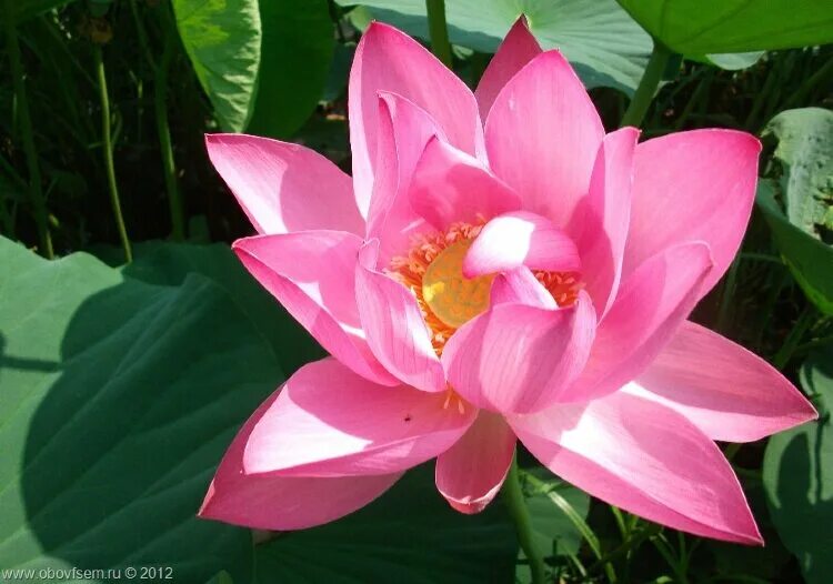 Nelumbo nucifera). Лотос орехоносный nelumbo nucifera. Лотос орехоносный каспийский. Лотос орехоносный. Лотос орехоносный красная.