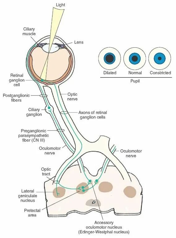 Visual system. Ciliary ganglion. pretectal nuclei это анатомия. the optic system of the eye. pretectal area nuclei.