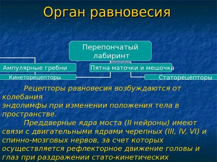 Рецепторы органа равновесия. Анализатор равновесия рецепторы. Строение органа равновесия. Рецепторный отдел органа равновесия.