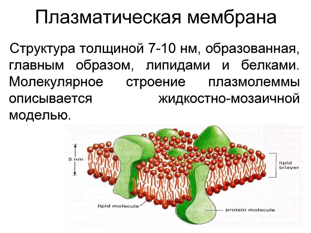 В состав клеточной мембраны входят. Структура плазматической мембраны. плазматическая мембрана плазмалемма. строение плазмолеммы.