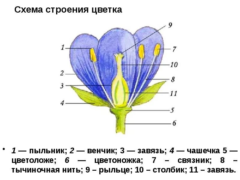 Где находится завязь у цветка