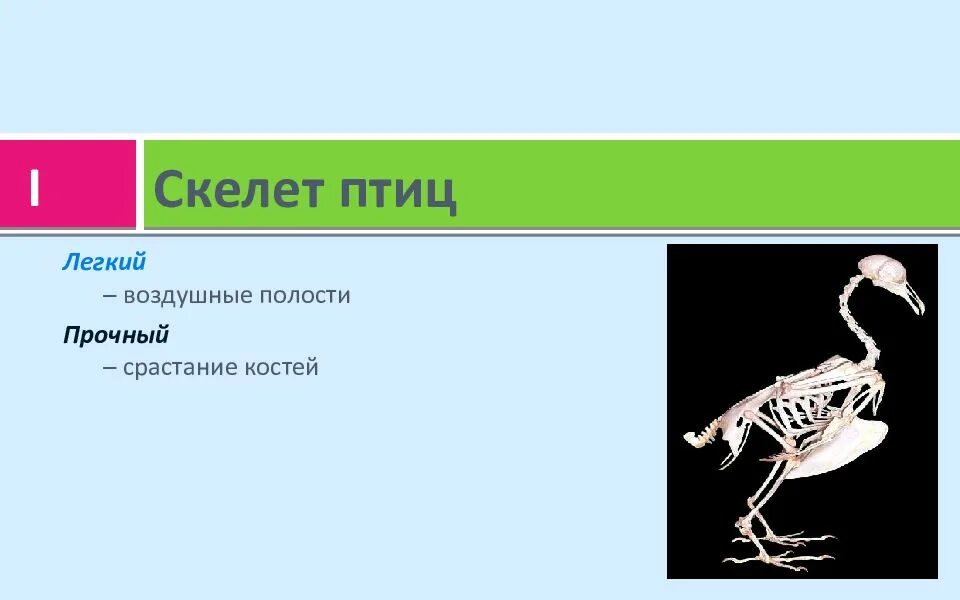 Исследование особенностей скелета птицы лабораторная работа 8. Скелет птицы. Строение скелета птицы. Скелет птицы легкий. Скелет птицы позвоночник.