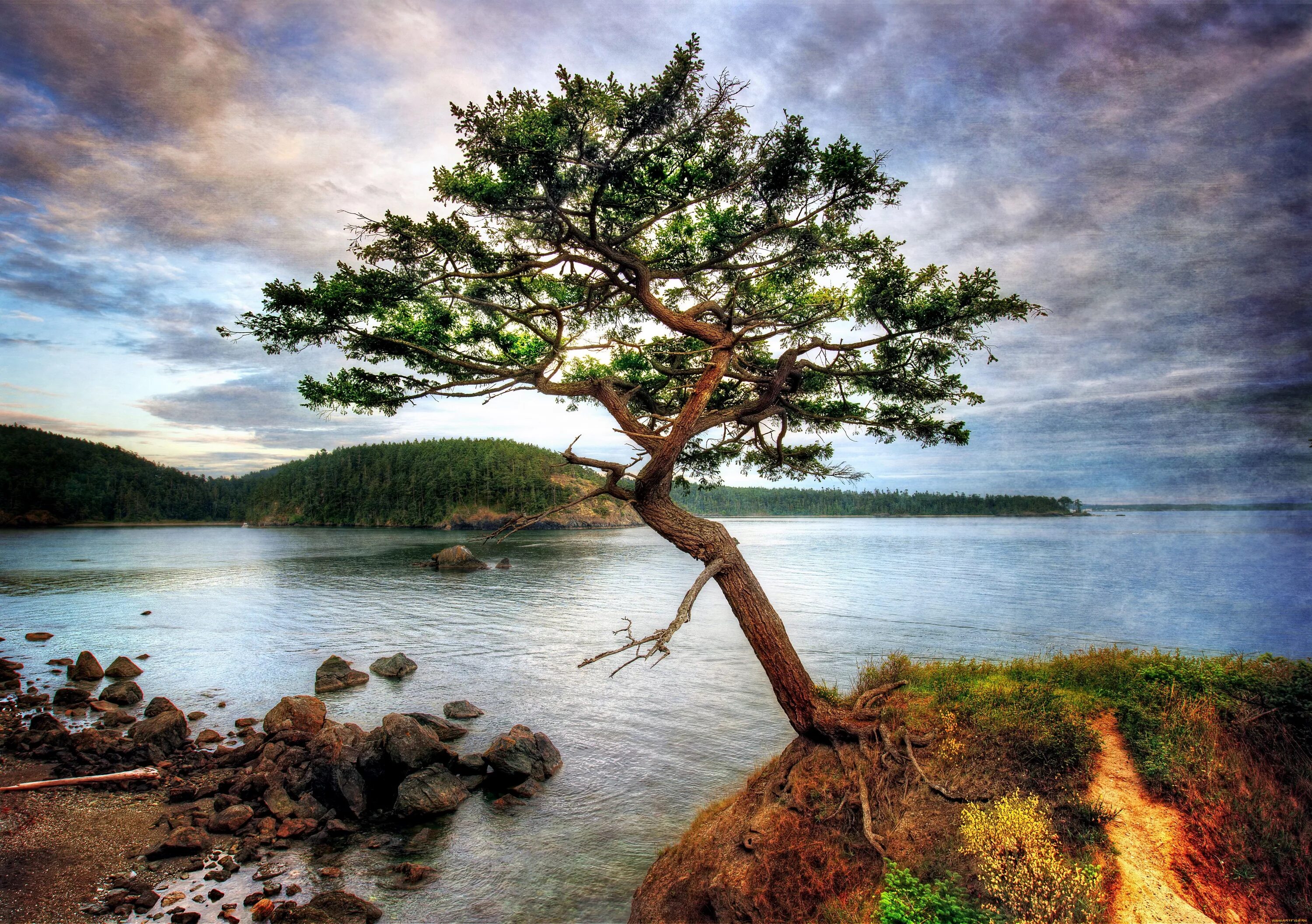 Trees lake