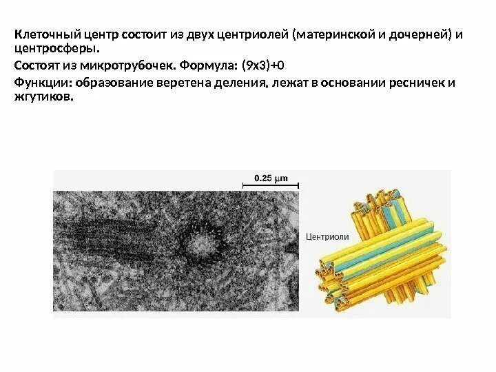 Клеточный центр отсутствует. Клеточный центр состоит из двух центриолей и центросферы. 9 На 3 центриоль. Клеточный центр дочерняя и материнская центриоль. Жгутики клеточный центр.