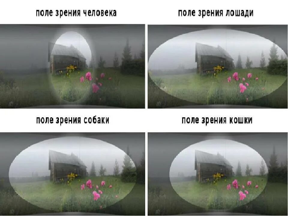 Поле зрения животных